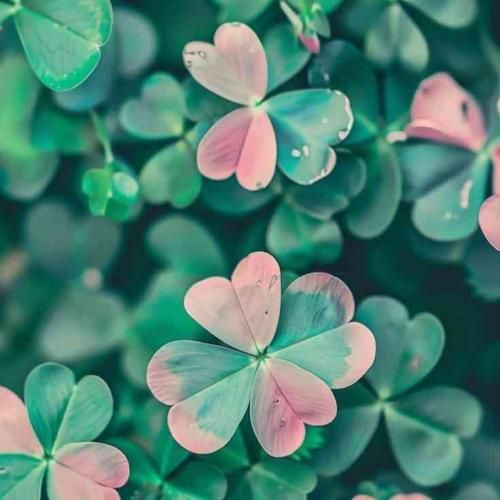  والله شکلی حبیتک حماده نشواتی